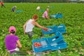 Polish seasonal workers picking strawberries