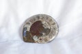 Polish sectioned agatized ammonite