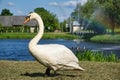 A swan walking by the shore of a lake in search of food. Wildlife in Poland. June 2023. spring in Poland Royalty Free Stock Photo