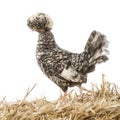 Polish standing on straw in front of white background Royalty Free Stock Photo