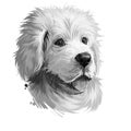 Polish Tatra Sheepdog dog portrait isolated on white. Digital art illustration of hand drawn dog for web, t-shirt print, puppy