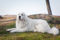 Polish Tatra Sheepdog. Role model in its breed. Also known as Podhalan