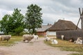 Polish village.Cattage village landscape in Poland. Royalty Free Stock Photo