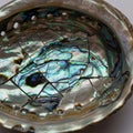 A polished abalone shell features a dynamic array of iridescent colors, including blues, Royalty Free Stock Photo