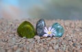 Polished agate pieces with Lithops flower Royalty Free Stock Photo