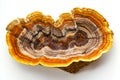Polished Banded Agate Slice on White Background