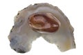 polished brown agate stone on white