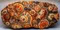 Polished Fossilized Wood Pattern from Washington State Royalty Free Stock Photo