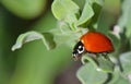 Polished Lady Beetle in lush foliage. Royalty Free Stock Photo