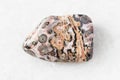 Polished Leopard Skin Jasper Jaguar Stone on white Royalty Free Stock Photo