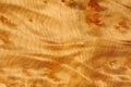 Polished Madrone Root Wood Texture Royalty Free Stock Photo