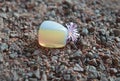 Polished moonstone piece with Lithops flower