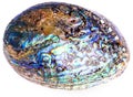 Polished paua abalone shell on white Royalty Free Stock Photo