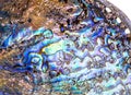 Polished paua abalone shell on white Royalty Free Stock Photo