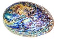 Polished paua abalone shell on white Royalty Free Stock Photo