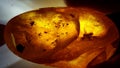 Polished piece of amber with plant and insect inclusions