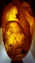 Polished piece of amber with plant and insect inclusions