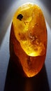 Polished piece of amber with plant and insect inclusions