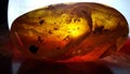 Polished piece of amber with plant and insect inclusions