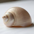 A polished seashell with a smooth, spiral shape and ivory color sits on a white surface. The shell Royalty Free Stock Photo