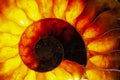 Polished section of an Ammonite with background illumination