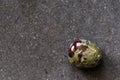 Polished tumbled stone heliotrope jasper or dragon`s blood stone on a black background