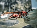 red paper wasp