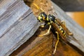 Polistes dominula