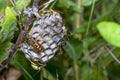 Polistes dominula paper wasps taking care of their newly built nest