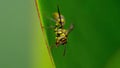 Polistes dominula, a very dangerous wasp