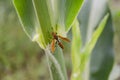 Polistes Exclamans Wasp Feeding From Corn Leaves