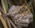 Polistes galicus bischoffi wasp hornet taking care of nest Royalty Free Stock Photo
