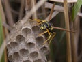 Polistes galicus bischoffi wasp hornet taking care of nest