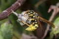 Polistes gallicus paper wasp building the nest