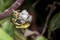 Polistes gallicus paper wasp building the nest