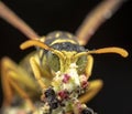 Polistes Gallicus with raindrops