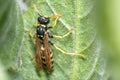 Polistes gallicus wasp looking for food on a green leaf