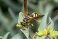 Polistes gallicus wasp looking for food on a green leaf