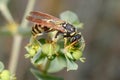 Polistes gallicus wasp walking on a green plant looking for food