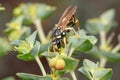 Polistes gallicus wasp walking on a green plant looking for food