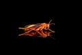 Polistes metricus, Red Paper Wasp on black background