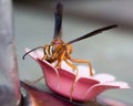 Polistes perplexus, Red Paper Wasp