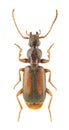 Polistichus connexus