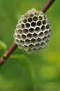 Polistinae are eusocial wasps on a meadow Royalty Free Stock Photo