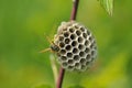 Polistinae are eusocial wasps on a meadow Royalty Free Stock Photo