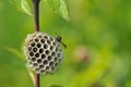 Polistinae are eusocial wasps on a meadow Royalty Free Stock Photo