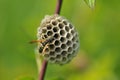 Polistinae are eusocial wasps on a meadow Royalty Free Stock Photo