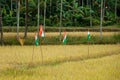 Political party flags place in paddy field for election campaign