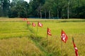 Political party flags place in paddy field for election campaign