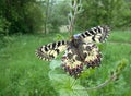 Polixena Butterfly Royalty Free Stock Photo